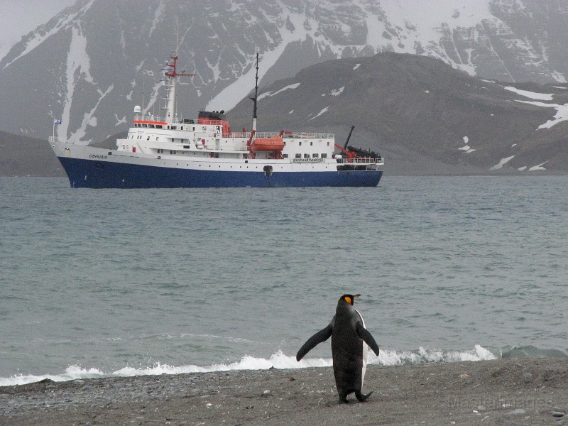 IMG_0363c.jpg - King Penguin (Aptenodytes patagonicus)